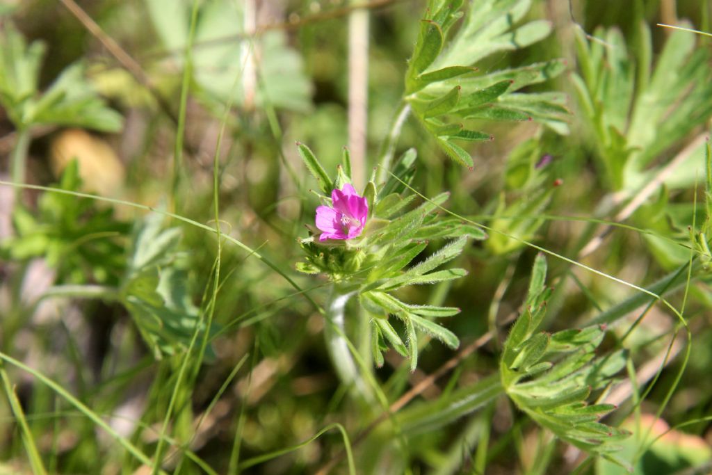 Geranium pusillum?  No, Geranium dissectum